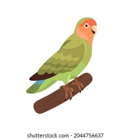 Rosy-collared peach-faced lovebird. Small African parrot with green folded wings. Tropical bird sitting on branch. Realistic flat cartoon vector illustration isolated on white background