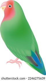 The rosy-faced lovebird isolated on white background