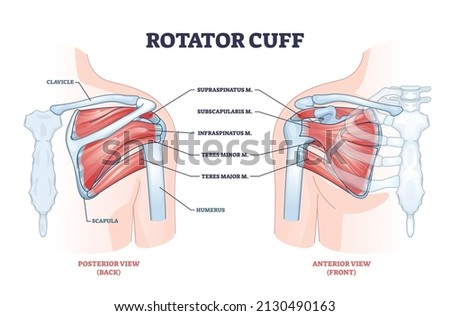 Rotator cuff anatomical structure and location explanation outline diagram. Labeled educational body part description with shoulder bones and muscle posterior or anterior view vector illustration. Imagine de stoc © 