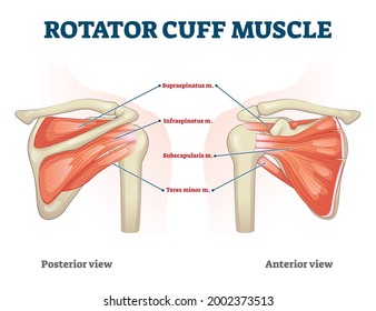 Rotator cuff muscle with anatomical posterior and anterior view expample. Educational labeled scheme with supraspinatus, infraspinatus, teres minor and subscapularis location vector illustration.