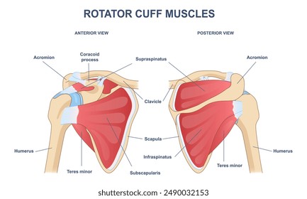 Rotator cuff muscle anatomy diagram. Medical infographic with bones and muscles of shoulders. Rear and front views of shoulder blades and collarbones. Flat vector illustration isolated on background