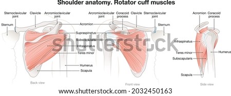 Rotator cuff muscles of the shoulder joints Imagine de stoc © 