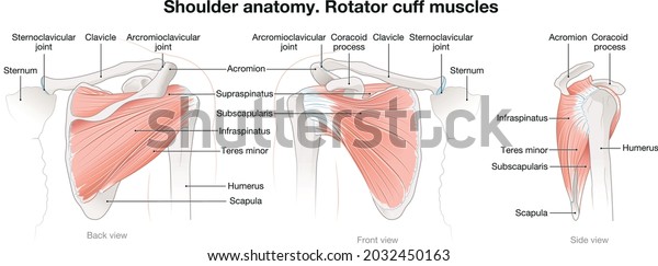 Rotator cuff muscles of the shoulder joints. Teaching healthcare wall art