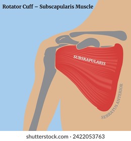 Rotatormanschette, subscapularis-Muskel. Die Struktur der Muskeln der menschlichen Scapula. Medizinisches Poster mit menschlichem Torso und Skelett. Vektorgrafik.