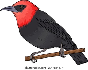 Vector de aves de Myzomela, este pájaro tiene una hermosa voz