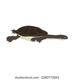 Tortuga de cuello de serpiente, Chelodina mccordi, diseño de vector de tortuga, png imagen de alta calidad con fondo transparente