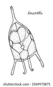 Rotifer. Black and white hand drawing image.