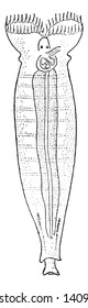 Rotifers make up a phylum of microscopic and near microscopic pseudocoelomate animals, vintage line drawing or engraving illustration.