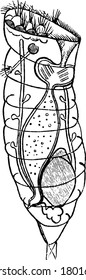 The rotifers make up a phylum of microscopic and near-microscopic pseudocoelomate animals, vintage line drawing or engraving illustration.
