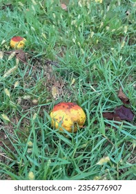 rotten apples that fell from the tree on the grass.