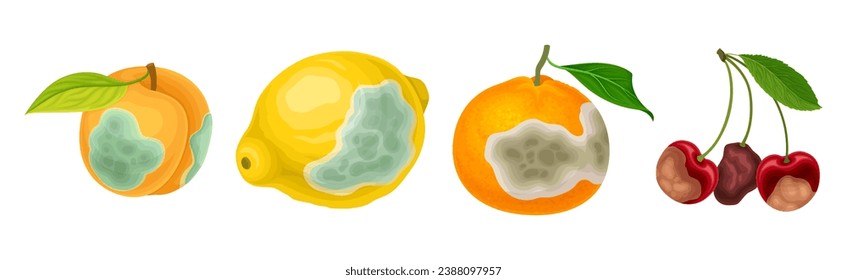 Rotten Fruit with Spoiled Bad Unhealthy Food Vector Set