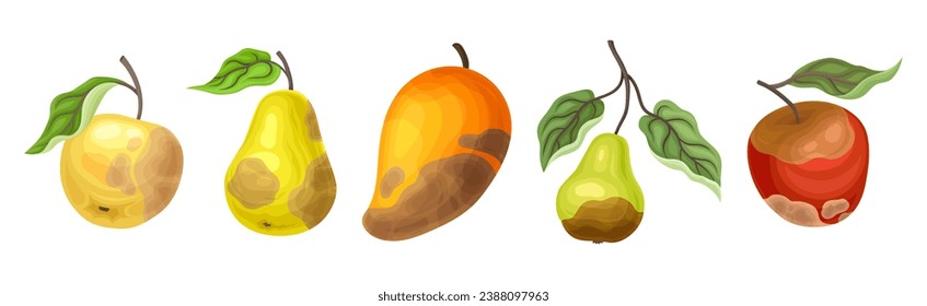 Rotten Fruit with Spoiled Bad Unhealthy Food Vector Set