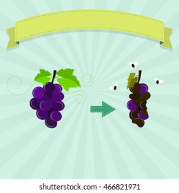 Rotten grape with flies and new grape. Blank ribbon for insert text.