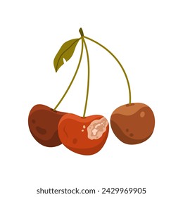 Rotten old cherry fruit. Bad old unhealthy food, moldy expired product, organic garbage cartoon vector illustration