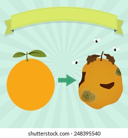 Rotten orange. Rotten orange with flies and new orange. Blank ribbon for insert text.