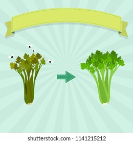 Rotten Parsley. New parsley and rotten parsley with flies. Blank ribbon for insert text.