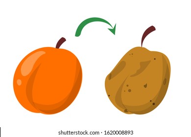 Rotten peach and fresh fruit vector isolated. Food waste. Vegetarian food rot and become bad. Danger of disease, bad food.