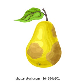 Rotten Pear with Stinky Rot Covered the Skin Vector Illustration