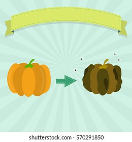 Rotten pumpkin with flies and fresh pumpkin. Blank ribbon for insert text.