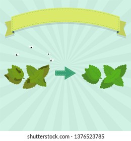 Rotten spearmint with flies and fresh spearmint. Blank ribbon for insert text.