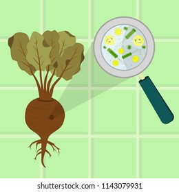 Rotten and spoiled beet. Contaminated beet. Microorganisms, virus and bacteria in the rotten and spoiled beet enlarged by a magnifying glass. Tiles in the background.