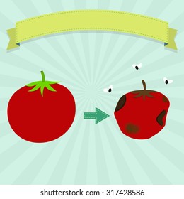 Rotten tomato with flies and new tomato. Blank ribbon for insert text.