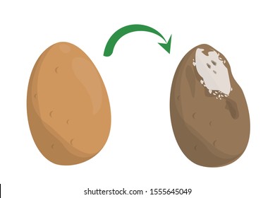 Rotten vegetable potato. Food waste. Dirty, bad and unhealthy meal. Food trash. Good potato become bad.
