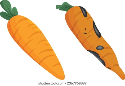 Rotten vegetables. carrot. rotten carrots. old New. fresh stale