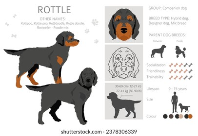 Clíparte rojiza. Mezcla Rottweiler Poodle. Colores de abrigo diferentes.  Ilustración del vector