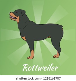 Rottweiler Colored Standing with background for Coloring Book