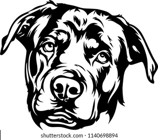 Rottweiler dog breed pet