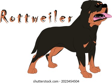 Rottweiler dog colorful vector illustration.