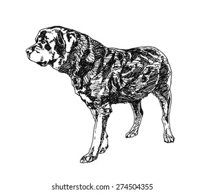 Rottweiler Dog. hand drawn. Vector illustration