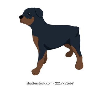 
Rottweiler dog isolated on white background. Vector illustration