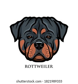 Rottweiler dog isolated vector illustration