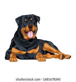 Rottweiler Dog In Sitting Pose Vector Illustration Isolated On White Background