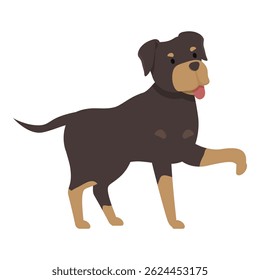 Rottweiler dog standing on white background raising paw