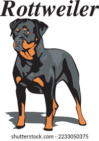 Rottweiler Hund Ständige Vektorgrafik