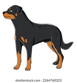 Rottweiler-Hund, Vektorgrafik-süße Illustration einzeln auf weißem Hintergrund