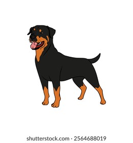 Rottweiler dog. Vector illustration isolated on white background.