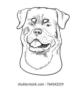 Rottweiler face isolated on white background. Watchdog hand drawn sketch.