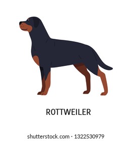 Rottweiler. Gorgeous working or guardian dog isolated on white background. Adorable purebred domestic animal or pet of short-haired breed. Colorful vector illustration in flat cartoon style.