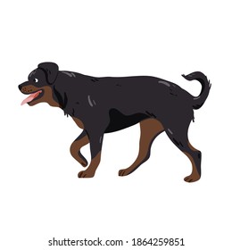 Rottweiler isolated on white  vector illustration. Guard dog breed design element. Domestic animal in cartoon style.