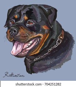Rottweiler vector hand drawing illustration in different color on blue background
