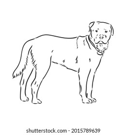 Rottweiler, Vektorgrafik, einfarbige Illustration einzeln auf weißem Hintergrund