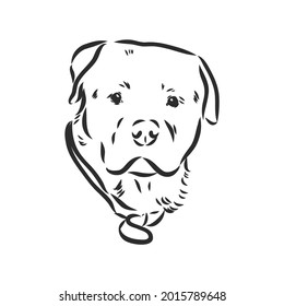 Rottweiler vector hand drawing monochrome illustration isolated on white background