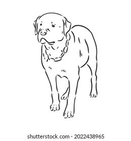 Rottweiler vector hand drawing monochrome illustration isolated on white background