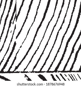 Rough Arcuate Stripes. Vector Texture. Nature Striped Background for your Design. Grunge Background with Black and White Stripes. Rough Black and White Background. Monochrome Grunge Pattern.