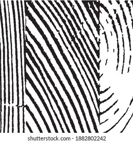 Rough Arcuate Stripes. Vector Texture. Rough Black and White Background. Grunge Background with Black and White Stripes. Monochrome Grunge Pattern. Nature Striped Background for your Design.