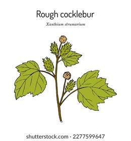 Rough cocklebur, or clotbur (Xanthium strumarium), medicinal plant. Hand drawn botanical vector illustration